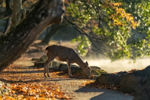 sika-deer-g3f1d9cd0a_1920