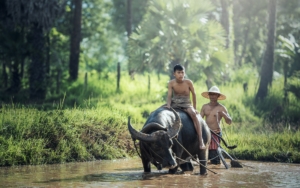 water-buffalo-g950dd24e3_1920